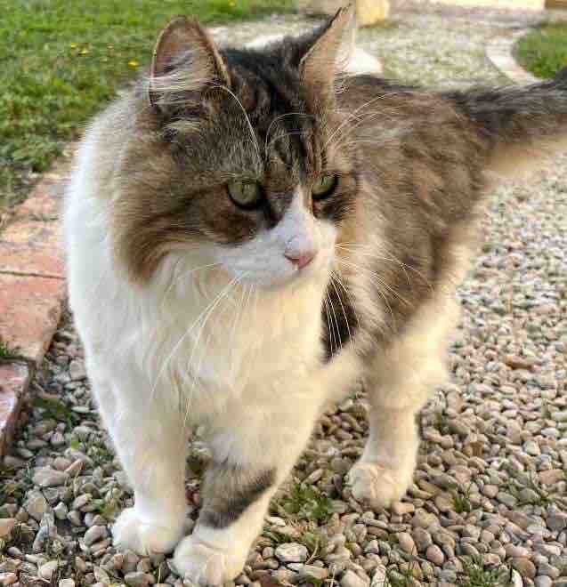 Gîte en touraine animaux Gîte en touraine animaux