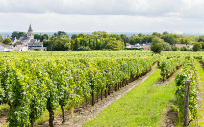 Découvrez les vignes et les vins en Touraine