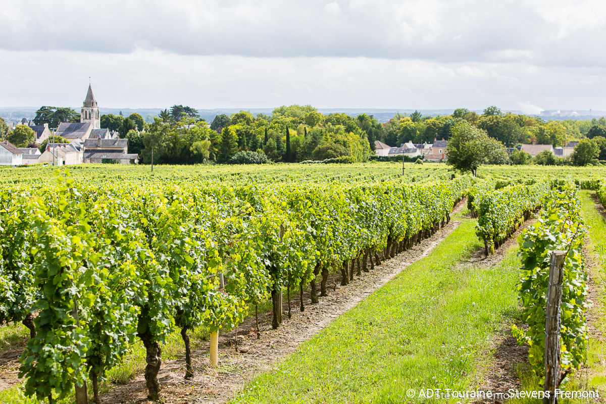 Vignes en Touraine